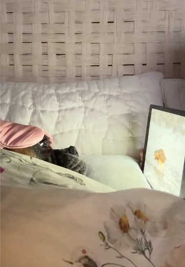 Poppy the Boxer Enjoys iPad Time Before Bed