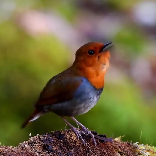 Japanese robin (Larvivora akahige) | BIRDS & Nature