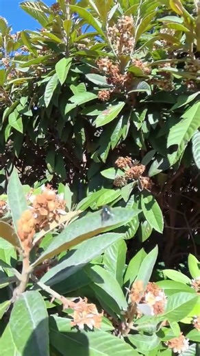 Loquat hive of activity