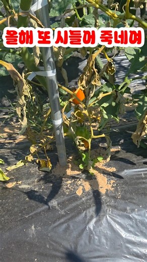 My Tomato Plants Are Withering and Dying #WiltDisease #CherryTomatoes #WeekendFarm #farming #Week...