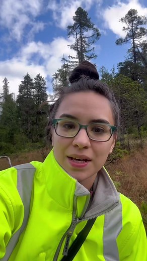 Muskeg Lingonberry Picking in Alaska