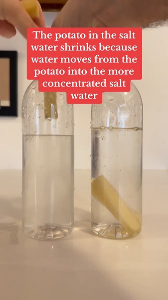 Potato Osmosis Experiment Explained