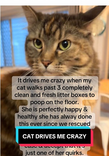 Cat Quirk: Why My Cat Prefers Pooping on the Floor