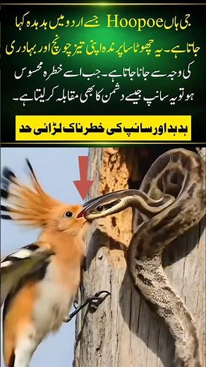 Hoopoe Bird vs Snake! 😱 Small Bird vs Deadly Predator#naturefacts#nature#wildlife #shorts#snake