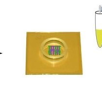 Video: Multielectrode Array Recordings of the Vomeronasal Epithelium