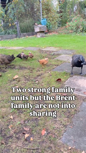 #poultry #broodybantam #bantamchicks #brent #pacificbrent #brant #wildfowl #aviculture #familycohesion | Roger Cattermole