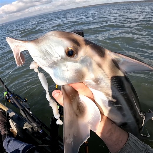 41K views · 511 reactions | Bait Fishing with Big Fish Everywhere!! | Nevs Fishing | Facebook