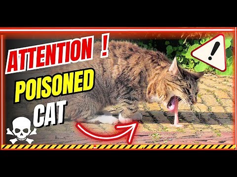 Poisoned Cat What to do and how to recognize the signs ?