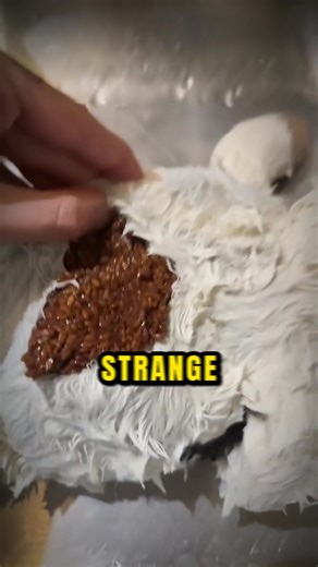 Her Plush Toy Was Infested... #scary #haunted #scarytiktoks #paranormal #thefaceofhorror