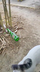 8.9K views · 577 reactions | Lapit kaagad kay Dada | Dada En Friends | Facebook