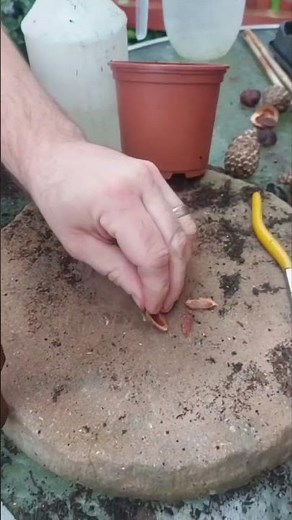 How to grow a Plum tree from a seed