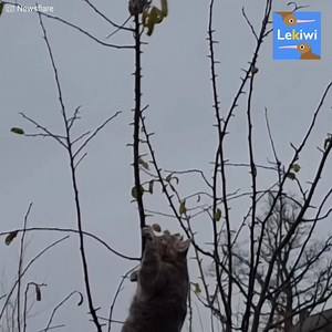 5.5K views · 160 reactions | Comme dans une réplique plus vraie que...