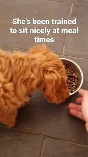 10 week old Cockapoo puppy training #shorts 🐶🐾