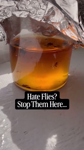Easy non toxic fly trap with kitchen ingredients