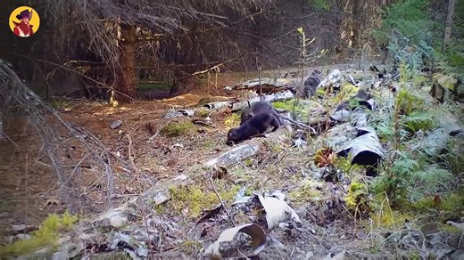 13 Hungry Wolves Mercilessly Attacking Their Prey