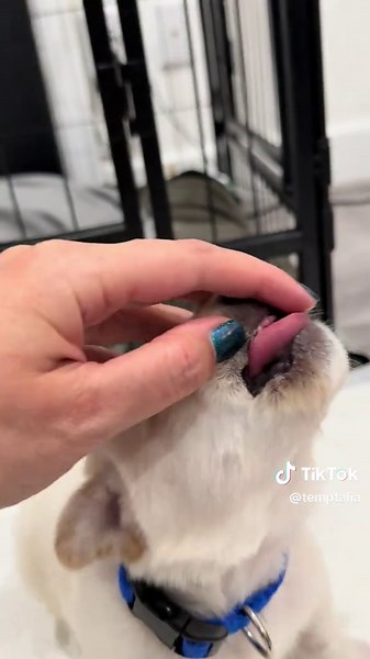 These guys are such overachievers 😱 Teeth erupting at 17 days of age… normally starte closer to 21 days or later.