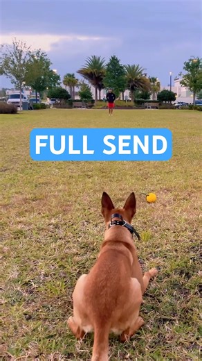 Send out. Control at distance #dog #dogtraining #malinoismonday #dogshorts #workingdog