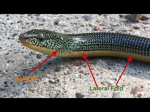 Glass Lizard ... not a Snake ! || A real Legless Lizard !