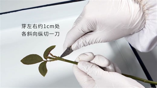 【生物】植物的嫁接