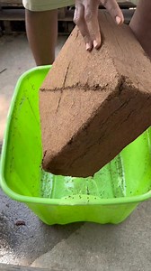 Using coco peat in potting soil provides several benefits, including: excellent water retention, improved aeration and drainage, promoting strong root growth #cocopeat | Foraging Fosters