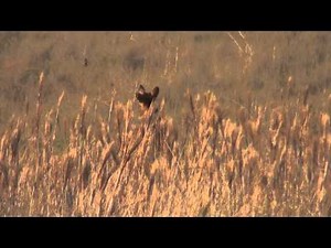 Maned wolf roar barking