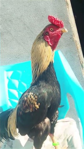 ( Shetty) Mianwali Java Aseel Murgha 👑