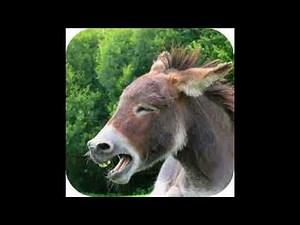 Donkey braying and breathing heavily