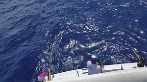 17K views · 171 reactions | THE ART OF DOLPHIN FISHING........COMMUNICATION FishMonster Charters deckhand Moses M Pellegrino methodically DISASSEMBLE a group of schoolie DOLPHIN offshore of Key West aboard the Reel Deal. | FishMonster Key West | Facebook