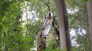 Feller Buncher Machine Cut And Fell A Tree In The Forest. low angle