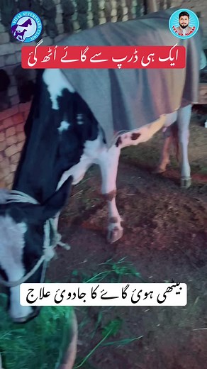 Vet. Dr. Noman on TikTok