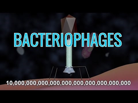 What Are Bacteriophages & How Do Phage Viruses Work? (w/ Animation)