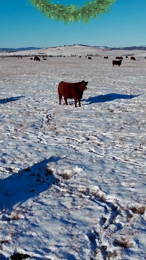 Celebrate the season with practical savings from timeless fence system. Visit https://timelessfencesystem.com to get ten percent off plus free shipping with our Christmas Special holiday bundle. This offer is perfect for farmers and ranchers who want durable fencing tools that work hard all year long. Upgrade your electric fencing setup and invest in solutions built to last. 🎄 A smarter gift for your land, your livestock, and your future. Explore the Christmas Special today. #TimelessFenceSyste