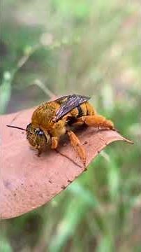 Top 5 Amazing Facts About the Teddy Bear Bee