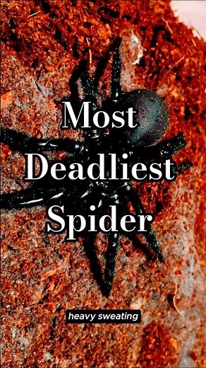 Most Dangerous Spider Ever — Sydney Funnel-Web (Atrax robustus)