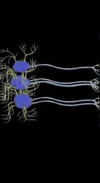 what is the difference between Neuron and Nerve | All About Knowledge
