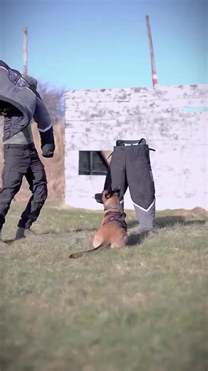 6.4K views · 323 reactions | Some Bite - Play Training! #DogTraining...