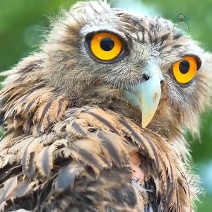 4 Owl vs Snake | Crystal Handmade