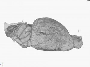 3D structure of the whole mouse brain hemisphere