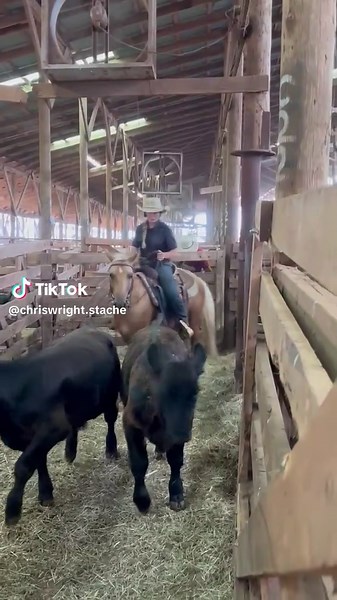 Exciting Times at the Sale Barn: Cows & Cowboys
