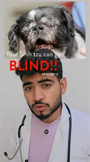 AKASH on Instagram: "Episode 12 - Shih Tzu's Eye Care Guide . Follow @doctorskie for more Your Shih Tzu’s eye problems might be caused by something as simple as untrimmed facial hair 👀 Long strands constantly touching the eye can lead to irritation, infections, and even corneal ulcers. Regular trimming, daily saline cleaning, and proper grooming can save your dog from pain and expensive treatments. Healthy eyes = consistent grooming + hygiene. #ShihTzu #ShihTzuLove #DogCareTips #PetParents #Dog