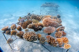 You Can Help Save Coral Reefs With This Reusable Water Bottle