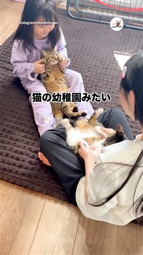 猫の幼稚園みたい｜PECO