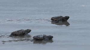 Loggerhead sea turtle hatchlings are released into the ocean on Tybee Island