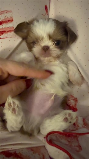 Belly Tickles for Adorable Baby Shih Tzu