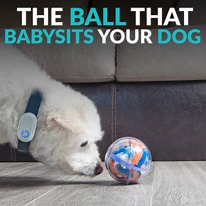 This app-controlled ball lets you play with your dog from anywhere in the world: http://kck.st/2mKmeZz | The Daily Dot
