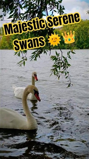The Elegance of Swans: A Serene Gathering on the Water 🦢