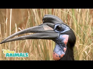 Hornbills! | Disney Animals | Disney Junior