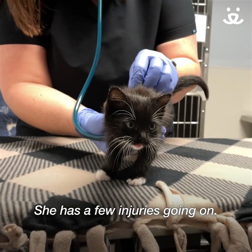 9.3K views · 467 reactions | When Boo came into our Lifesaving Center in Salt Lake City she had some pretty severe injuries. But our team knew that with the right medical care and loving foster home, she would make a full recovery. And although she did end up having one of her back legs amputated, Boo is still living a normal kitten life. Make sure to watch for her full speed zoomies!  -katheryn | Best Friends Animal Society | Facebook