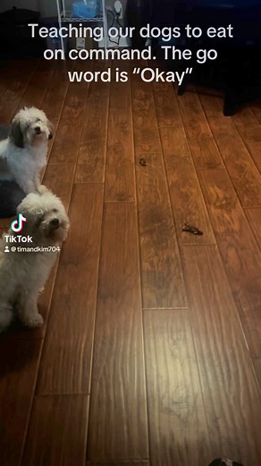 Teaching our dogs to wait and eat on command! I messed up and said the go word to fast. “Okay” is the go word. We’ll keep trying, they are getting better. Now they just need to say Amen 🙏🏽 | Tim Kim Hardin