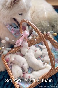 4M views · 10K reactions | It’s Mother’s Day in Australia today and...